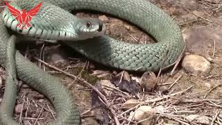 Catching the Deadly Black Mamba | These Snakes Can Kill You