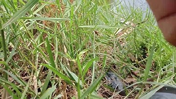 Tổng hợp cảnh câu cá rô đồng ở quê - Tập 5