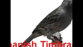 Download lagu Download suara kicau burung kenari Spanish Timbrado untuk masteran