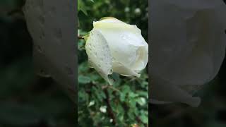 IMG 6612 L IMG 6612 L