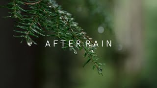 ASMR After Rain Ambience | ASMR Nature Sounds | Perfect for relaxation after a productive day