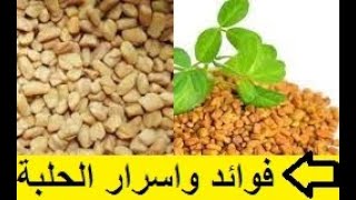 الحلبة وأسرارها في العلاجات الطبيعية - تعرف على فوائد الحلبه للصحة والمراة والجنس و الجمال ج3