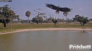 F23 flies to the pond for a drink / 15:45 /2024-05-18/ Southwest Florida Eagle Cam #3