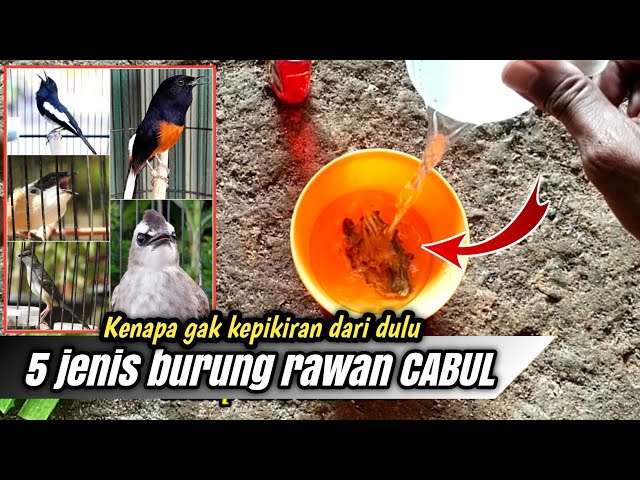 Dahsyat Ramuan ini BURUNG CABUL 100% SEMBUH TOTAL‼️Untuk semua jenis burung class=