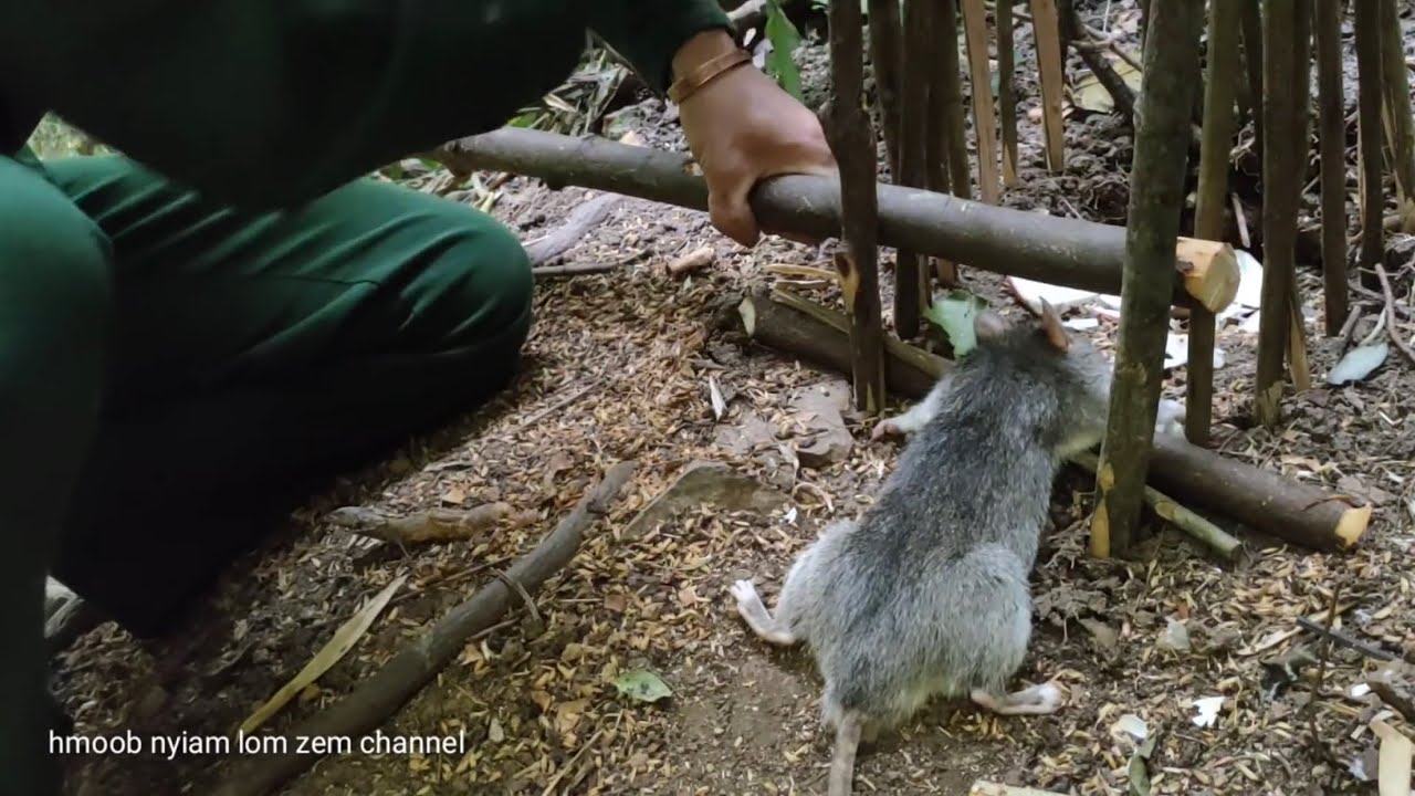 Forest mouse trap - Jungle sủvival challenge episode 8