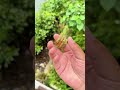 Four Finger Knuckle