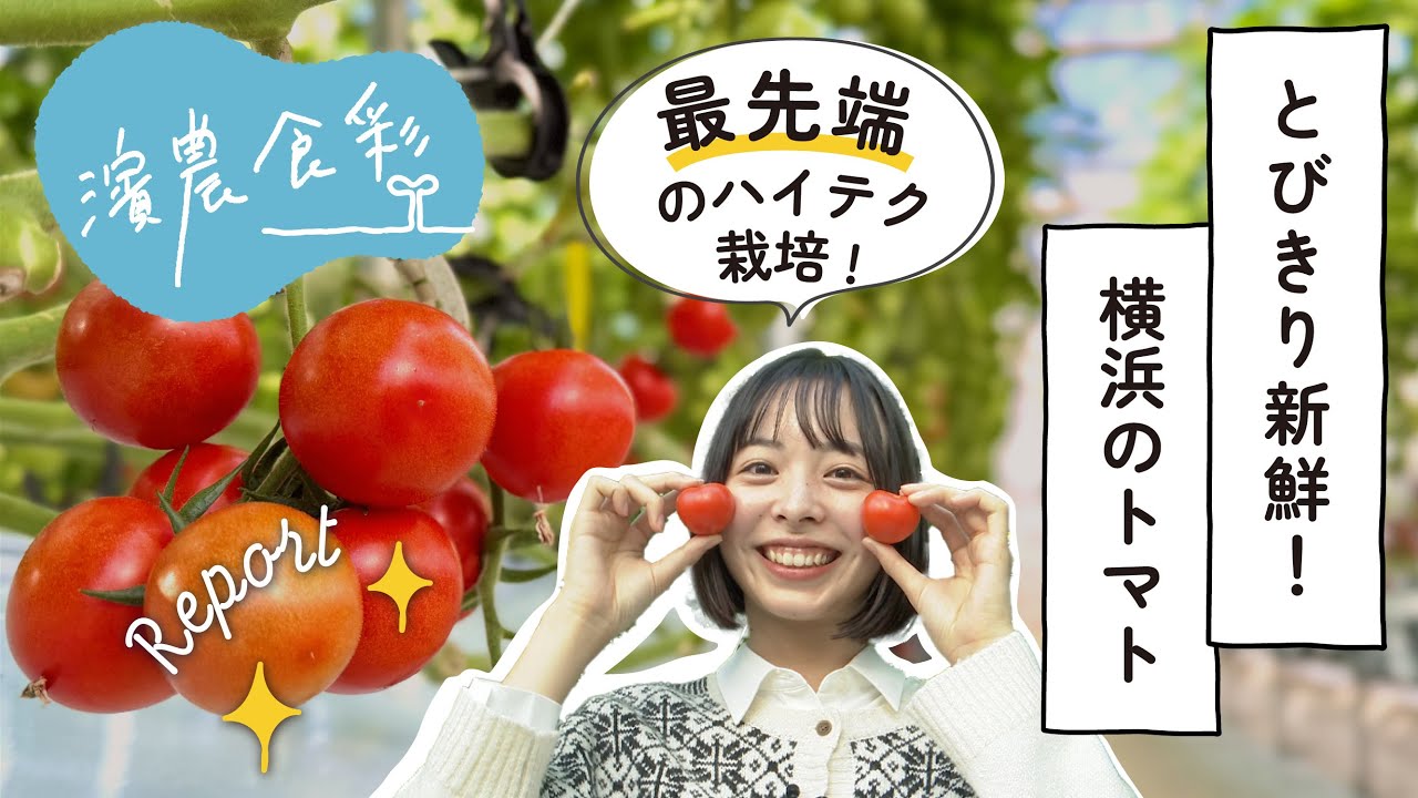 種類いろいろ横浜産「トマト」｜最先端の栽培設備に驚き！