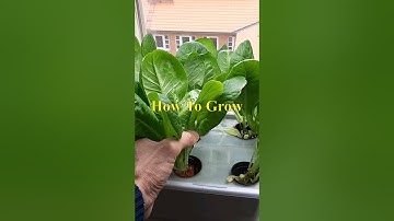 Hydroponic Lettuce: The Complete Beginner