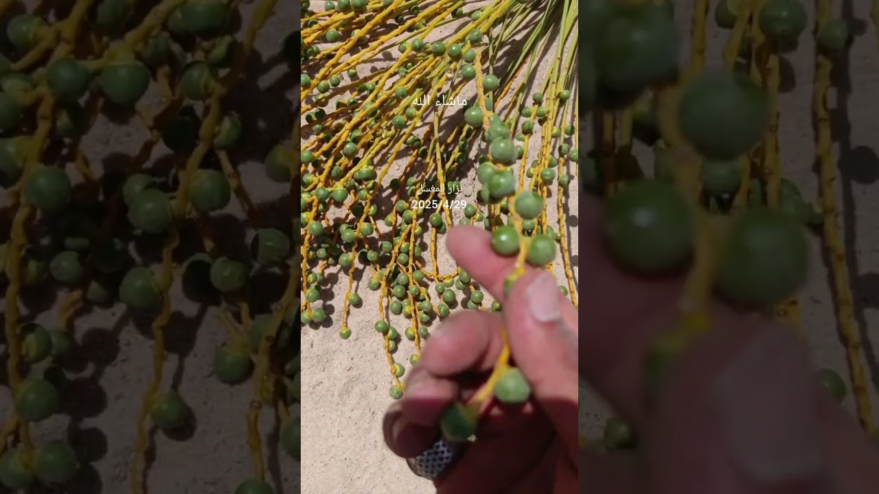 هل استطيع استغلال حشرة الحميرة النخيل