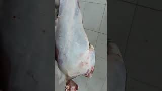 Carcass Inspection