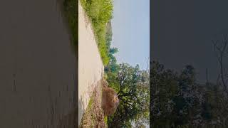 mera video ko#shupot kariy bhai uor subscribe kariy