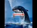 The Giant owner of the Ocean: Facts You Won’t Believe! #shorts #facts #viral #reels #fun #education