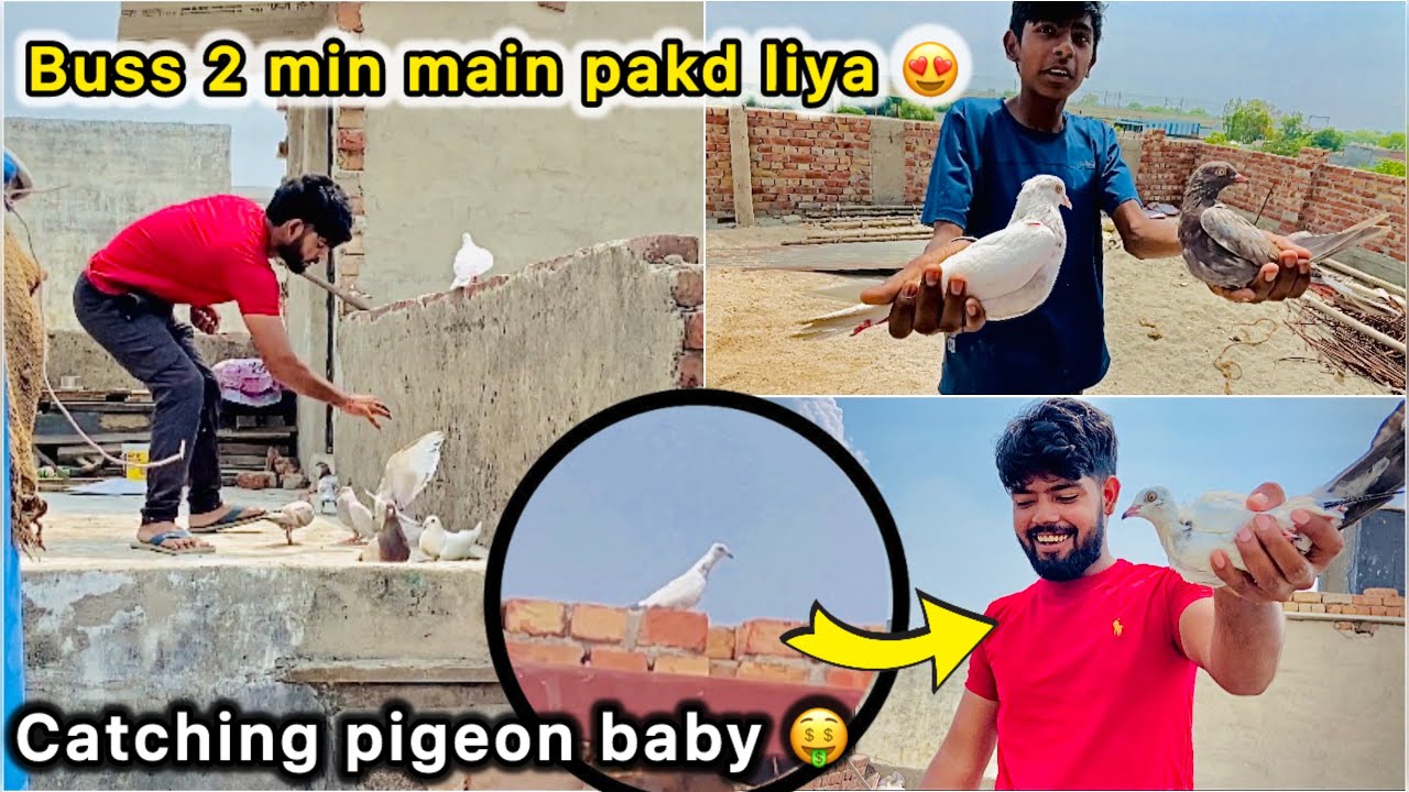 2 min main pakda Kabutar 🤩 || Try to catch Pigeon baby 🕊️