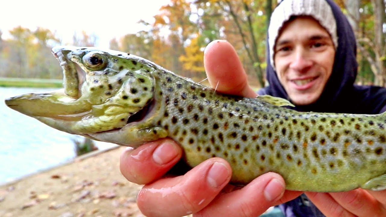 Urban TROUT Fishing In A Small Pond & Gearing Up For My Biggest Trip