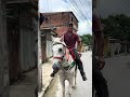 #cavalo #poneis #humor #playvaquejada #comedia #pecuarista #horse #pesca