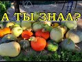 КАК сохранить ОВОЩИ зимой? 🍐🍆🌽  Главные условия☝