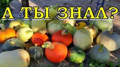 КАК сохранить ОВОЩИ зимой? 🍐🍆🌽  Главные условия☝