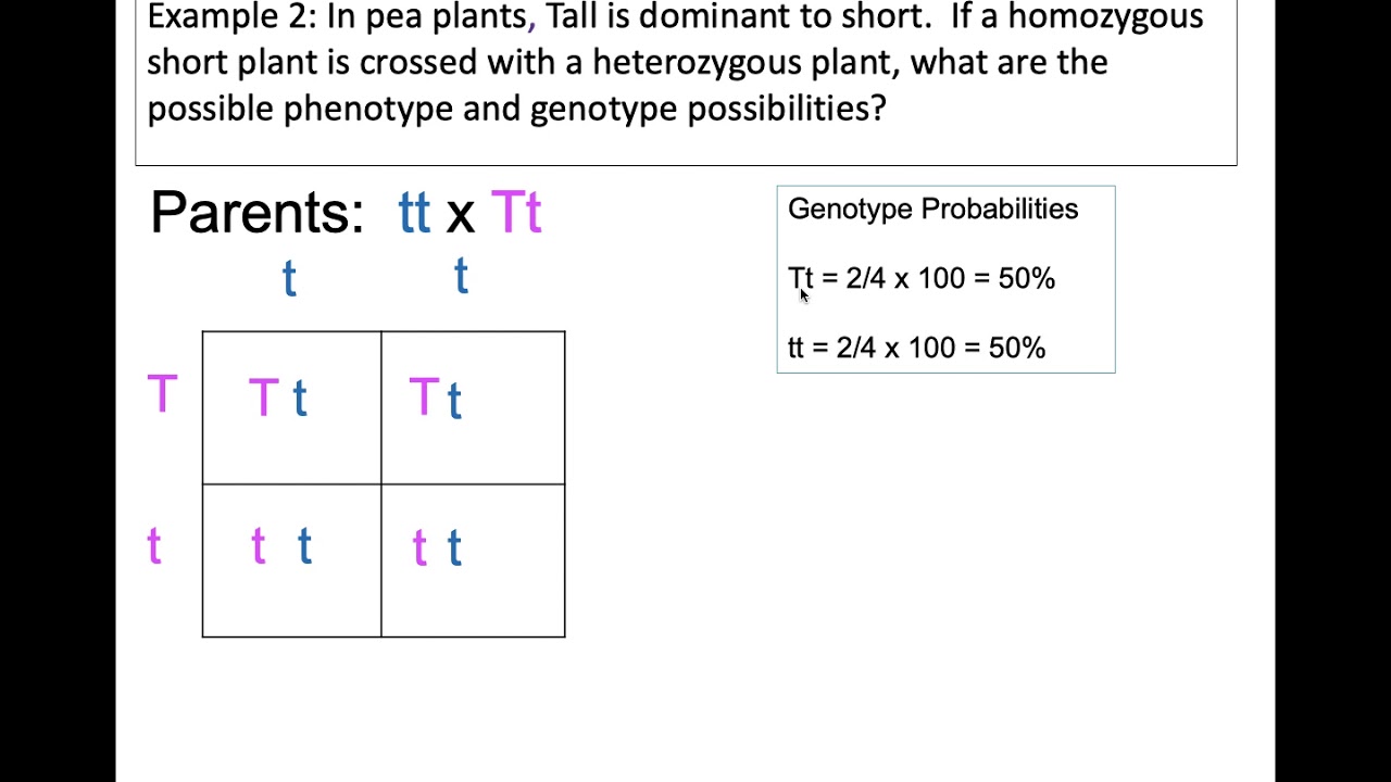 Punnett Square Example 2 - YouTube