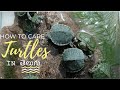 Red ear slider turtles in hyderabad  9347522892  turtles care  hyderabad pets world  