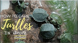 Red Ear Slider Turtles in Hyderabad | 9347522892 | Turtles Care | Hyderabad Pets World | తెలుగు