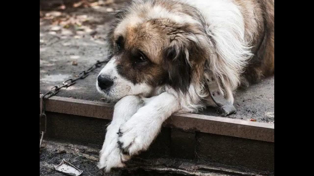 бродячие собаки. не обижайте животных. песня про бездомных животных. песня про бездомных животных. загляните в глаза бездомных животных.