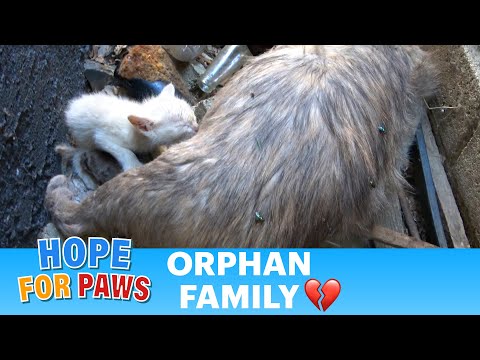 Video: Speciální potřeby štěně předává zázračné milníky, díky její Cat-Rescuing Foster Mom