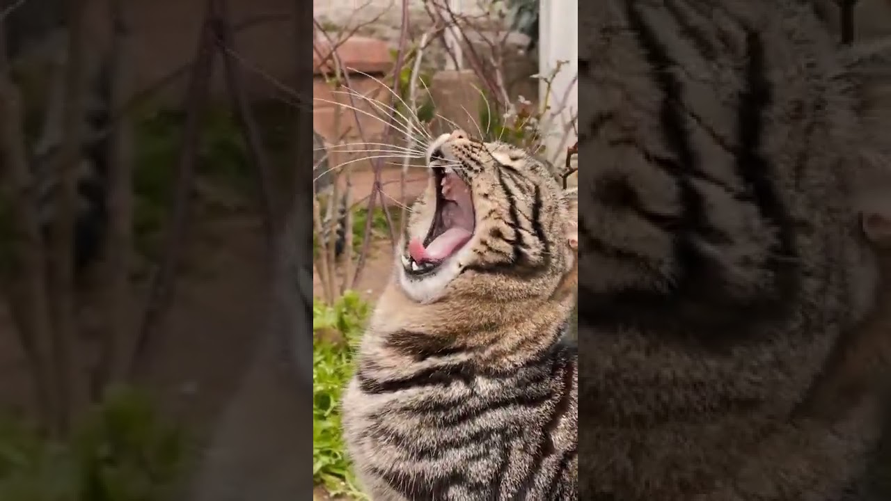 Cat Opening Its Mouth