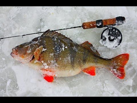 Приманка для окуня зимой своими руками