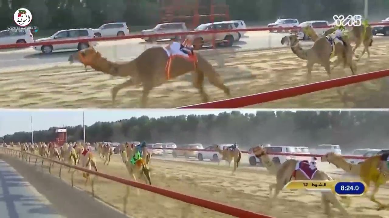 الشوط 12 (بلشه) لـ فيحان ظافر عبدالهادي ال رشيد 12:27:5 , ختامي المرموم 2022/2/28 ثنايا