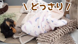 洗濯物を確認しに来るモルモット　Guinea Pig's Towels