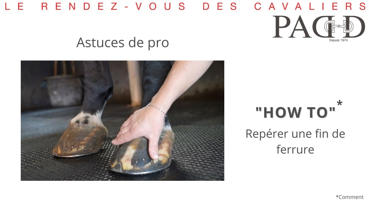 Pince à parer Hippo-Tonic professionnelle 14 - PADD - OUTILS DE  MARÉCHALERIE - PADD