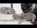 【カワウソ赤ちゃん】産後のママと赤ちゃんのケアルーティーン。How to take care of Mom and Babies.【Mari's story】