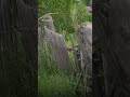 В Катон-Карагай возвращается жизнь. Репортаж