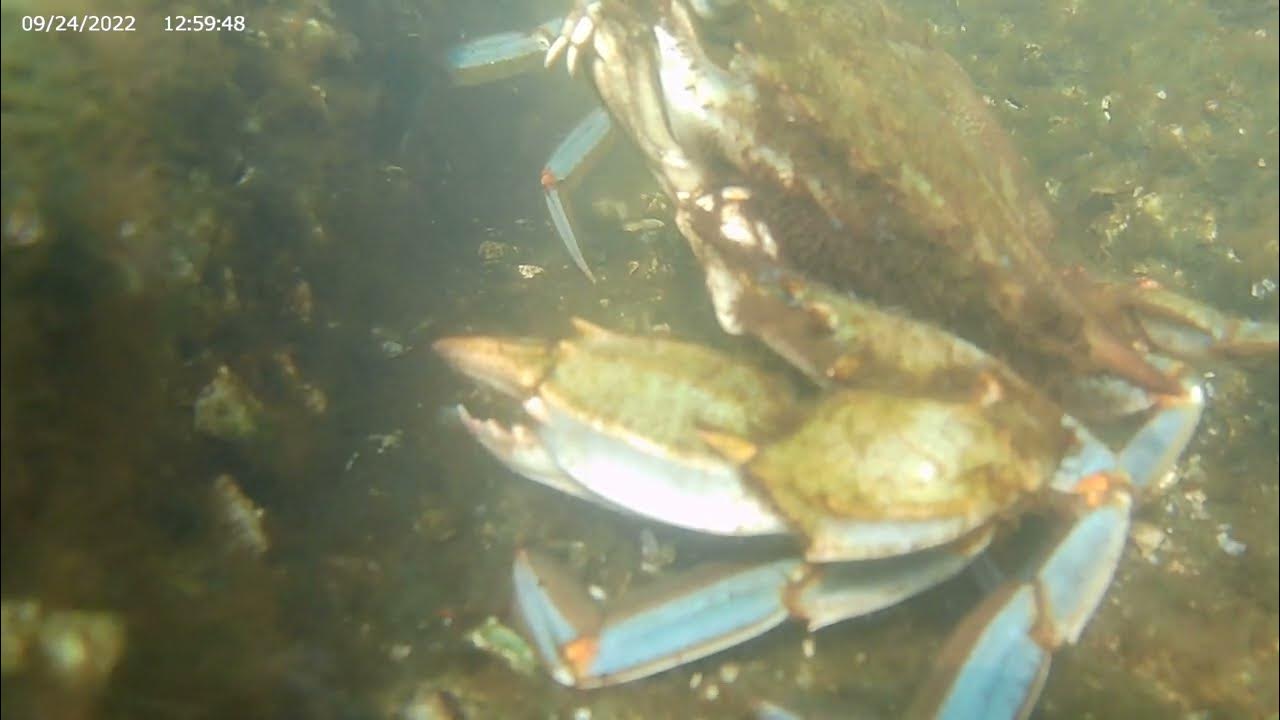 Mussels Breathing and Moving (next to a crab) YouTube