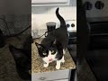 Chonky Boi cat wants attention (and maybe snacks too!) #cat #kitties