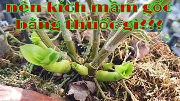 Kích mầm gốc phi điệp, thời điểm tốt nhất làm mầm gốc phi điệp | phong lan rừng pv