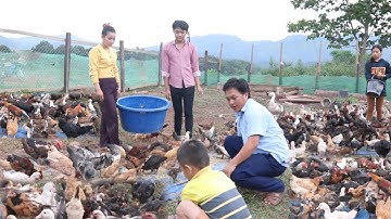 peb cov txiv tub mus pub qaib pub os