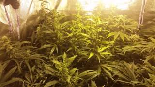 The start of week 4 of flower
