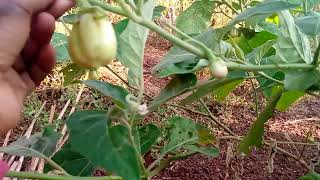nyanya chungu/ngogwe🍆 #garden #villagelife #village nyanya chungu/ngogwe🍆 #garden #villagelife #village