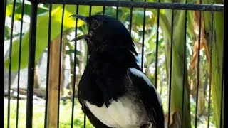 kacer apapun pasti nyaut dan ikut gacor ngeplong dan ngotot