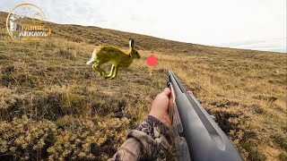 Tavşan Ve Kekli̇k Avi Shotkamla Çok Net Görüntüler Hare Hunts Охота На Кролика صيد الأرنب 