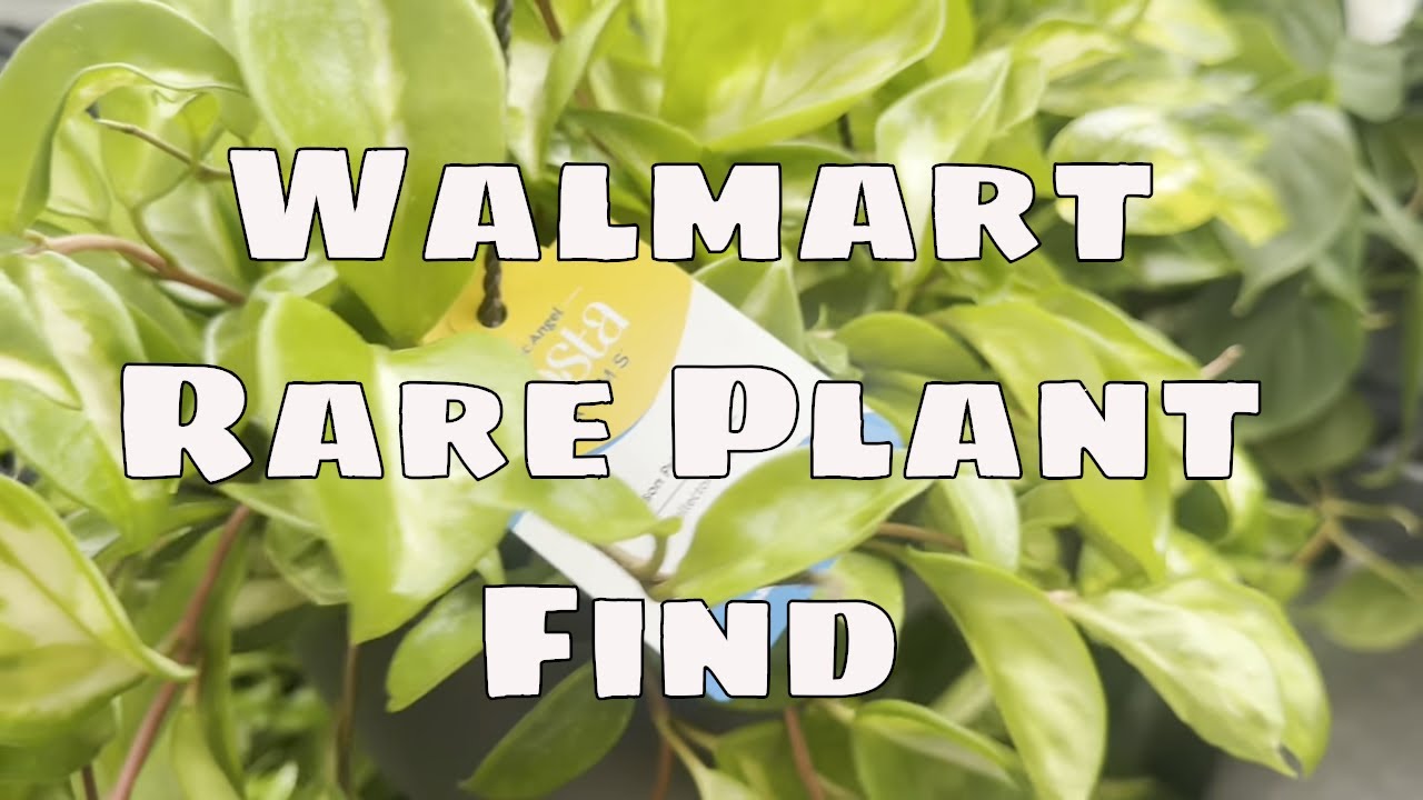 variegated monstera albo Shop Variegated Monstera Albo Cutting Plant
