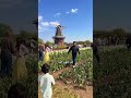 في بداية أول عشرة أيام من شهر مايو، يُقام مهرجان التوليب في هولندا، لكن أيضاً يوجد في ولاية ميشيغان،