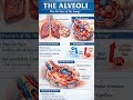 The alveoli #olevels #quiz #globalgoals #biology #viral #foryou
