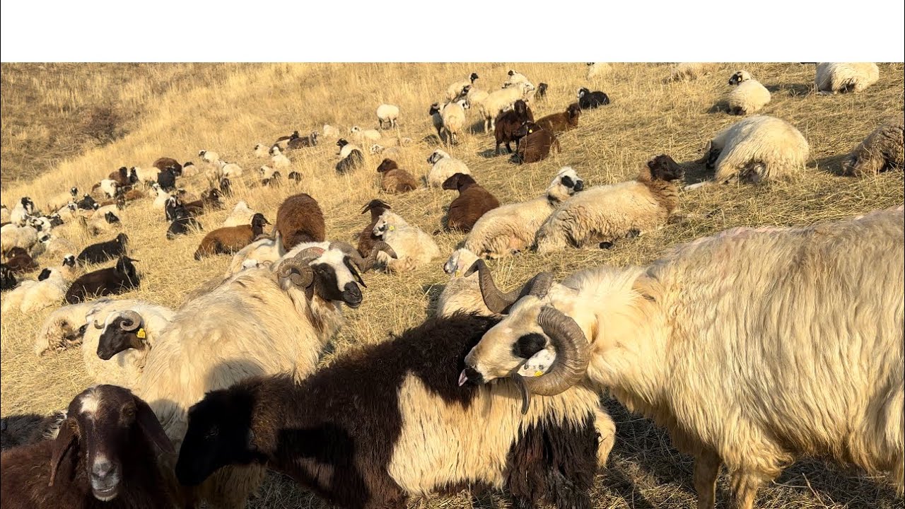 DİŞİ KUZULAR KOÇA GELDİLER IĞDIR’A YOLCULUK