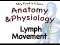 Lymphatic System Quiz