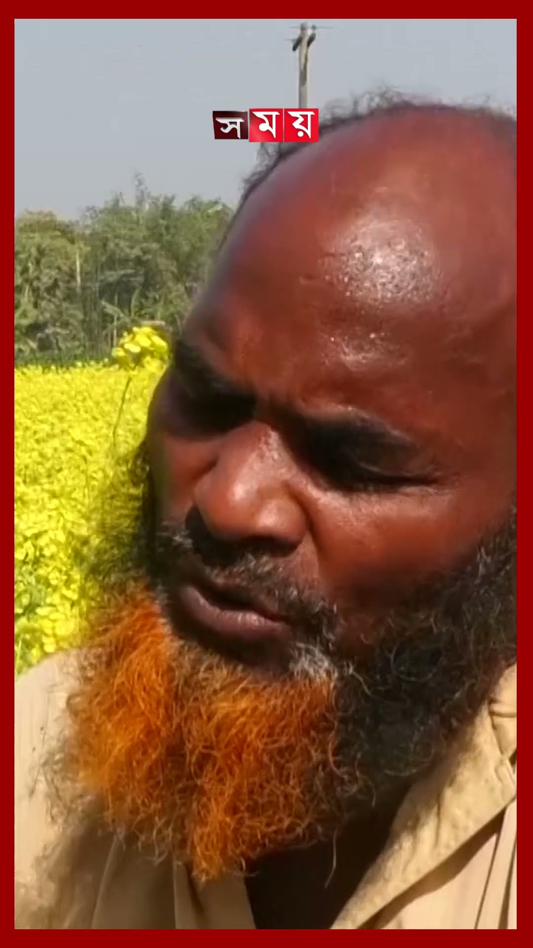 ঝিনাইদহে সরিষা ফুলের সমারোহ #jhinaidah #mustard #cultivation #shorts #somoytv