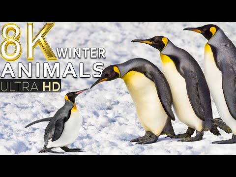 Majestic Winter Animals Beautiful Winter in Of Animals with Relaxing Music