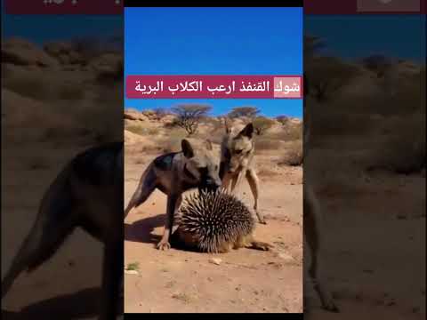 شوك القنفذ ارعب الكلااب البرية
