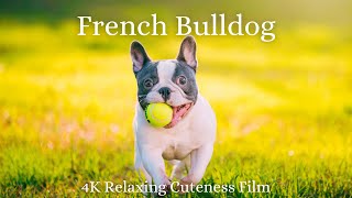 French Bulldog 4K  Relaxation Film With Calming and Relaxing Music  Relaxing Cuteness